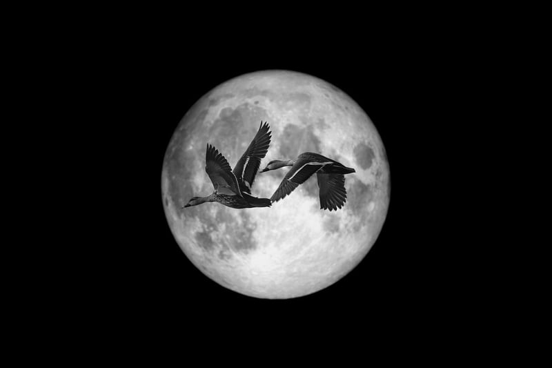 Moonlit Escape